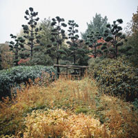 Image of trees with leaves changing color in autumn.