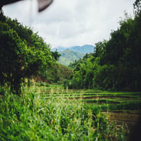Image of a rice plantation.